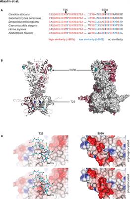 Identification and Phenotypic Characterization of Hsp90 Phosphorylation Sites That Modulate Virulence Traits in the Major Human Fungal Pathogen Candida albicans